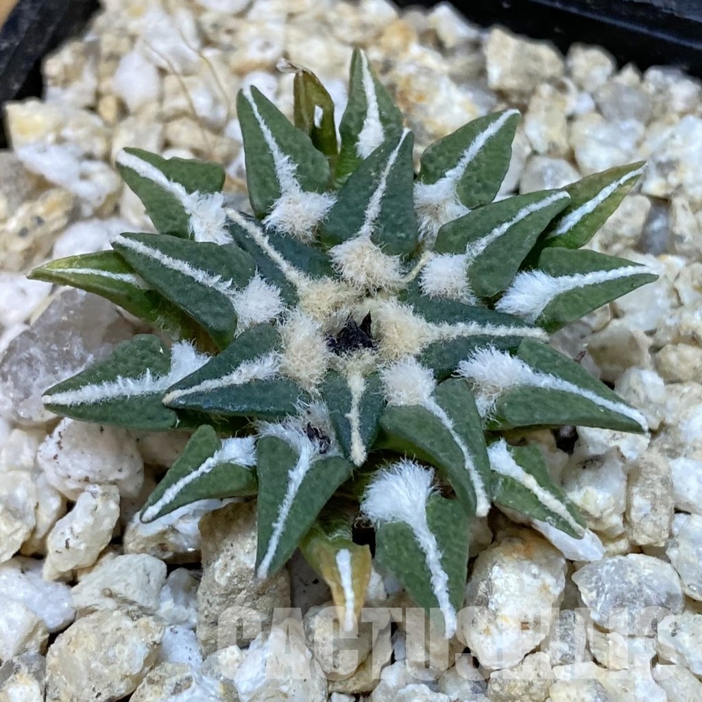 SH30047 Ariocarpus kotschoubeyanus v. macdowellii, own roots seedling
