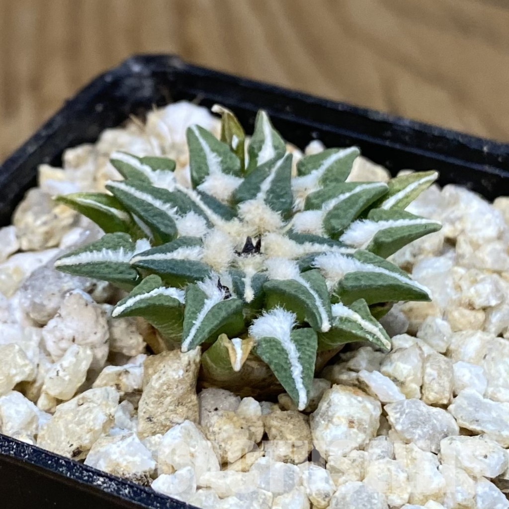 SH30047 Ariocarpus kotschoubeyanus v. macdowellii, own roots seedling - Image 2