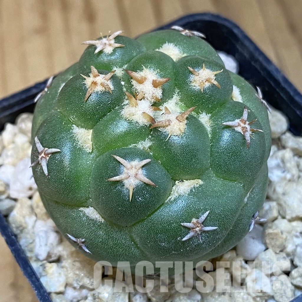 SH30050 Coryphantha elephantidens ‘Double Thorns’