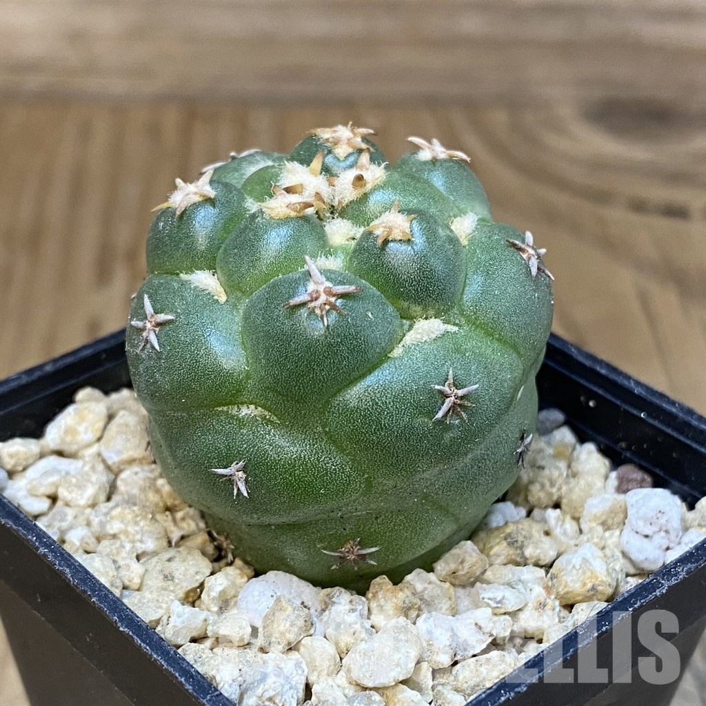 SH30050 Coryphantha elephantidens ‘Double Thorns’ - Image 2