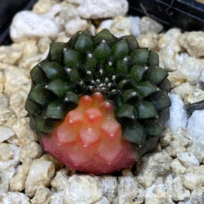 SH30052 Gymnocalycium mihanovichii 'inermis' f. variegata, seedling