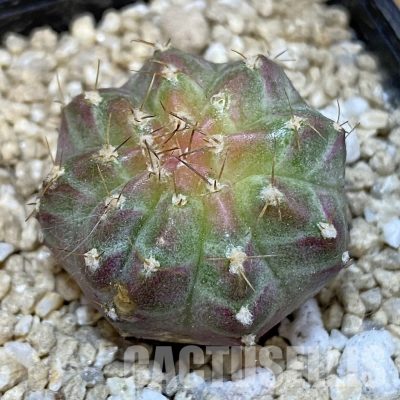 SH30054 Gymnocalycium mihanovichii ‘Neon’ hybrid