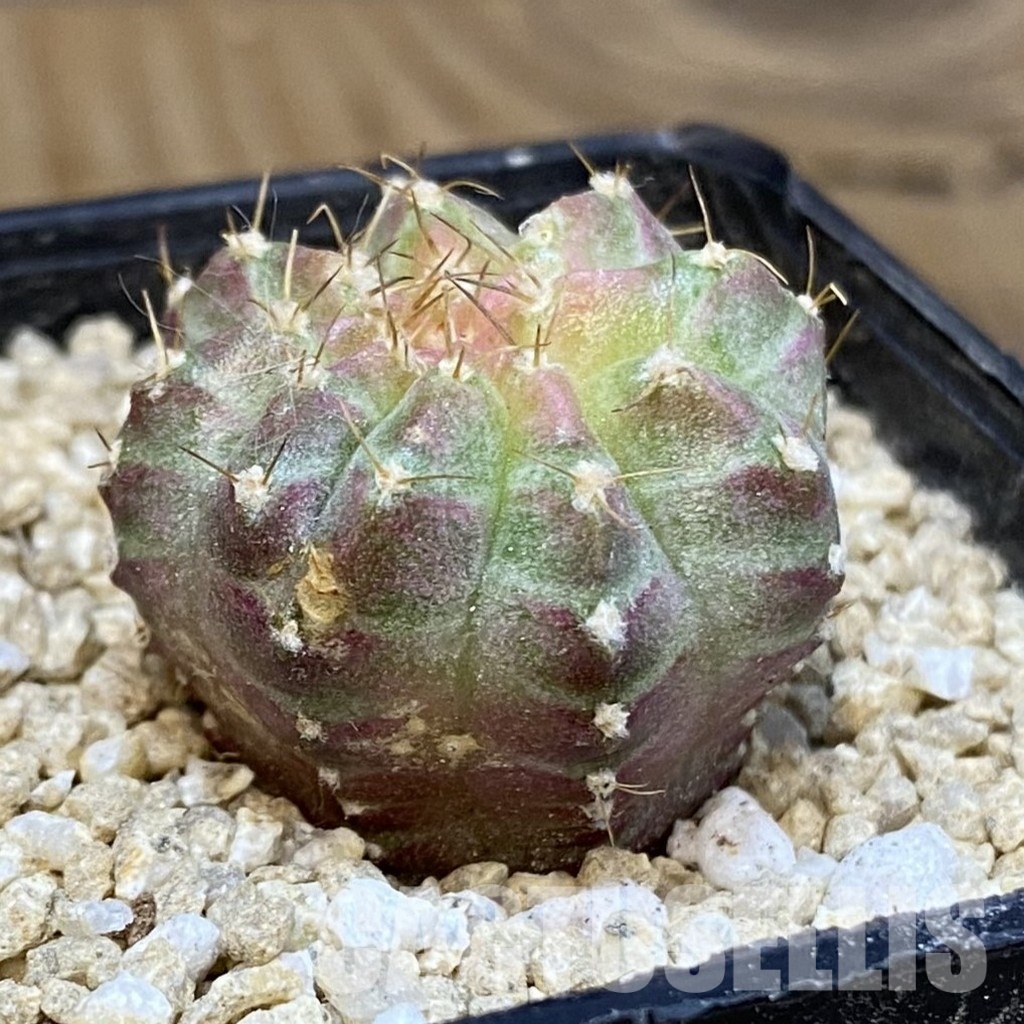 SH30054 Gymnocalycium mihanovichii ‘Neon’ hybrid - Image 2