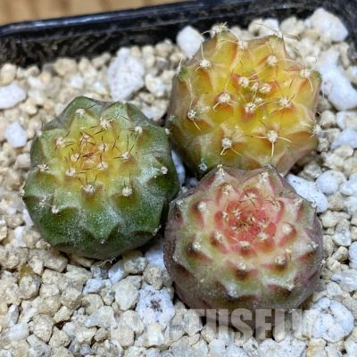 SH30055 Gymnocalycium mihanovichii ‘Neon’ hybrid, 3 plants