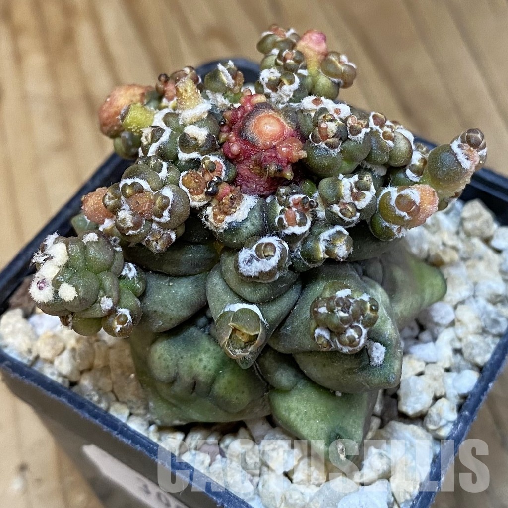 SH30059 Gymnocalycium mihanovichii ‘Transformer’