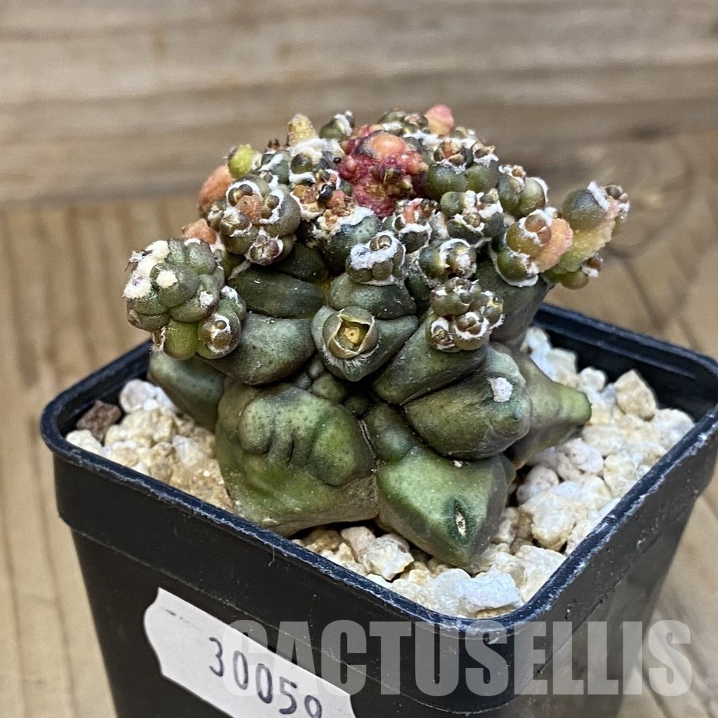 SH30059 Gymnocalycium mihanovichii ‘Transformer’ - Image 2