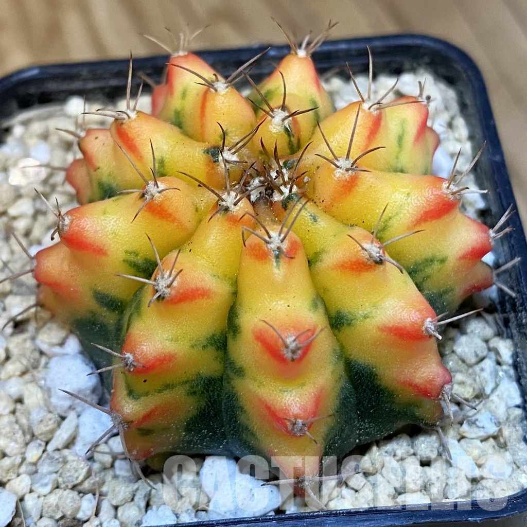SH30060 Gymnocalycium mihanovichii f. variegata