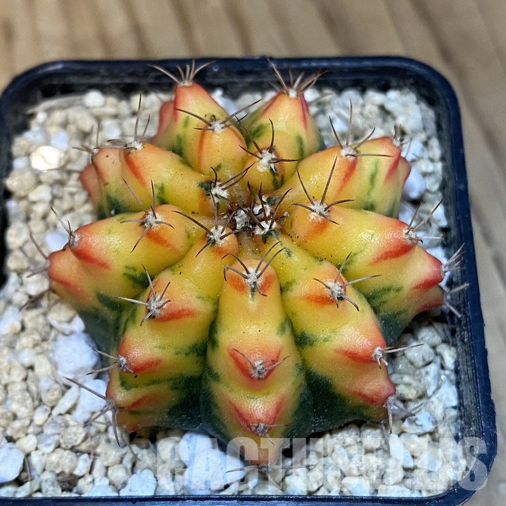 SH30060 Gymnocalycium mihanovichii f. variegata - Image 3