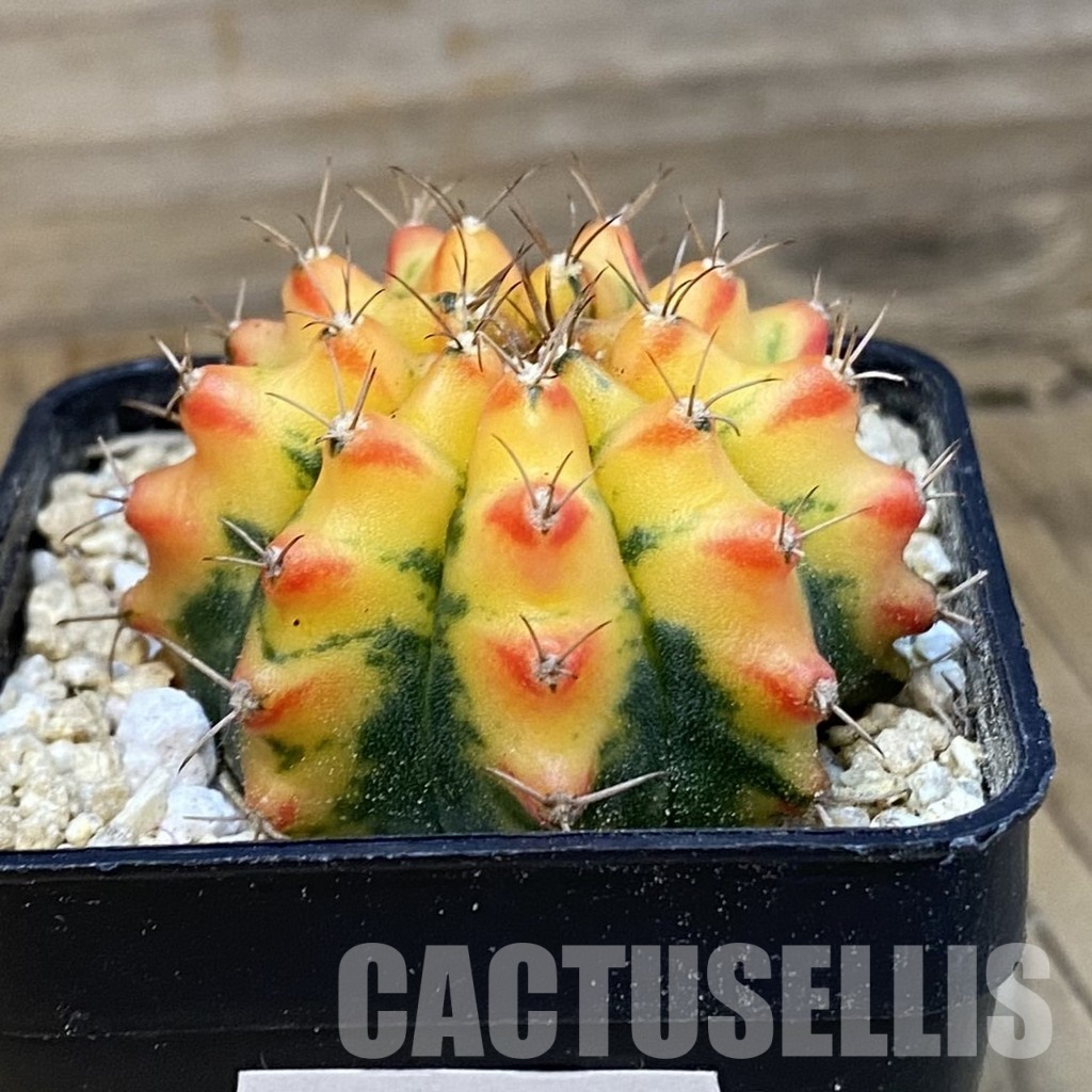 SH30060 Gymnocalycium mihanovichii f. variegata - Image 2