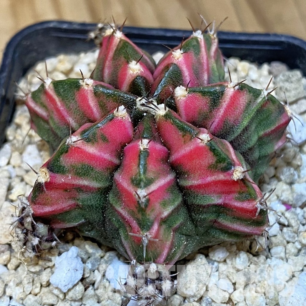 SH30061 Gymnocalycium mihanovichii 'Pink Salah'