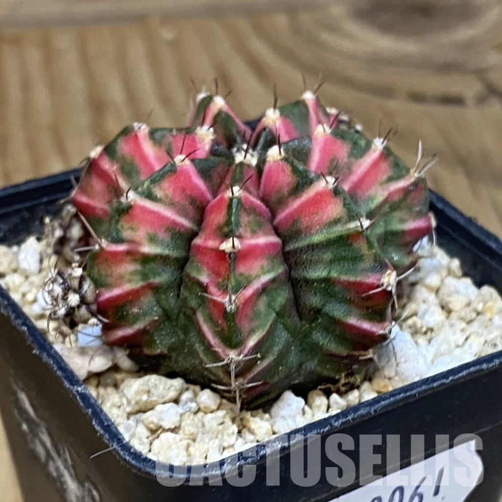 SH30061 Gymnocalycium mihanovichii 'Pink Salah' - Image 2