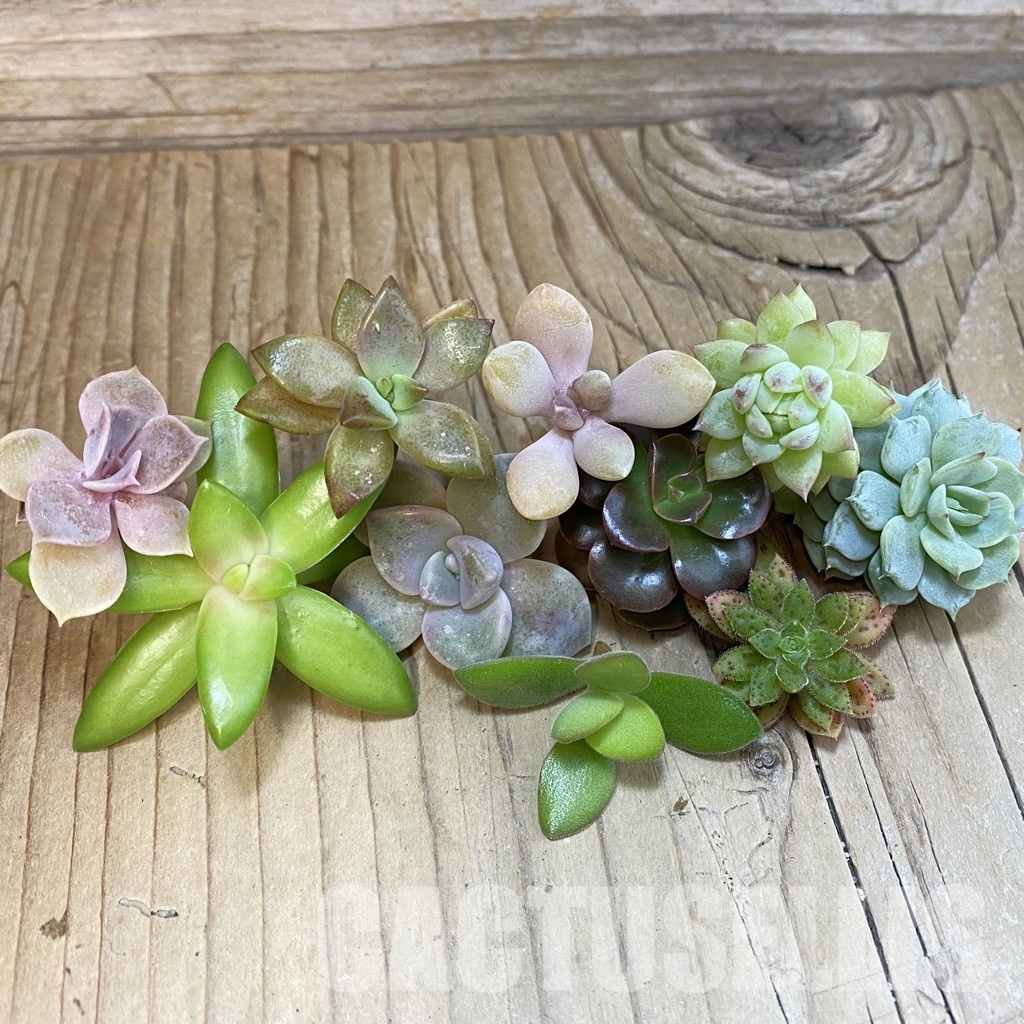 SH30070 Succulents mix, cuted
