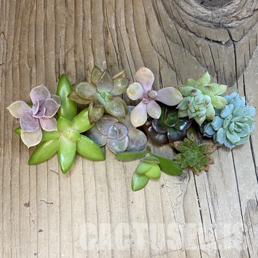 SH30070 Succulents mix, cuted - Image 2