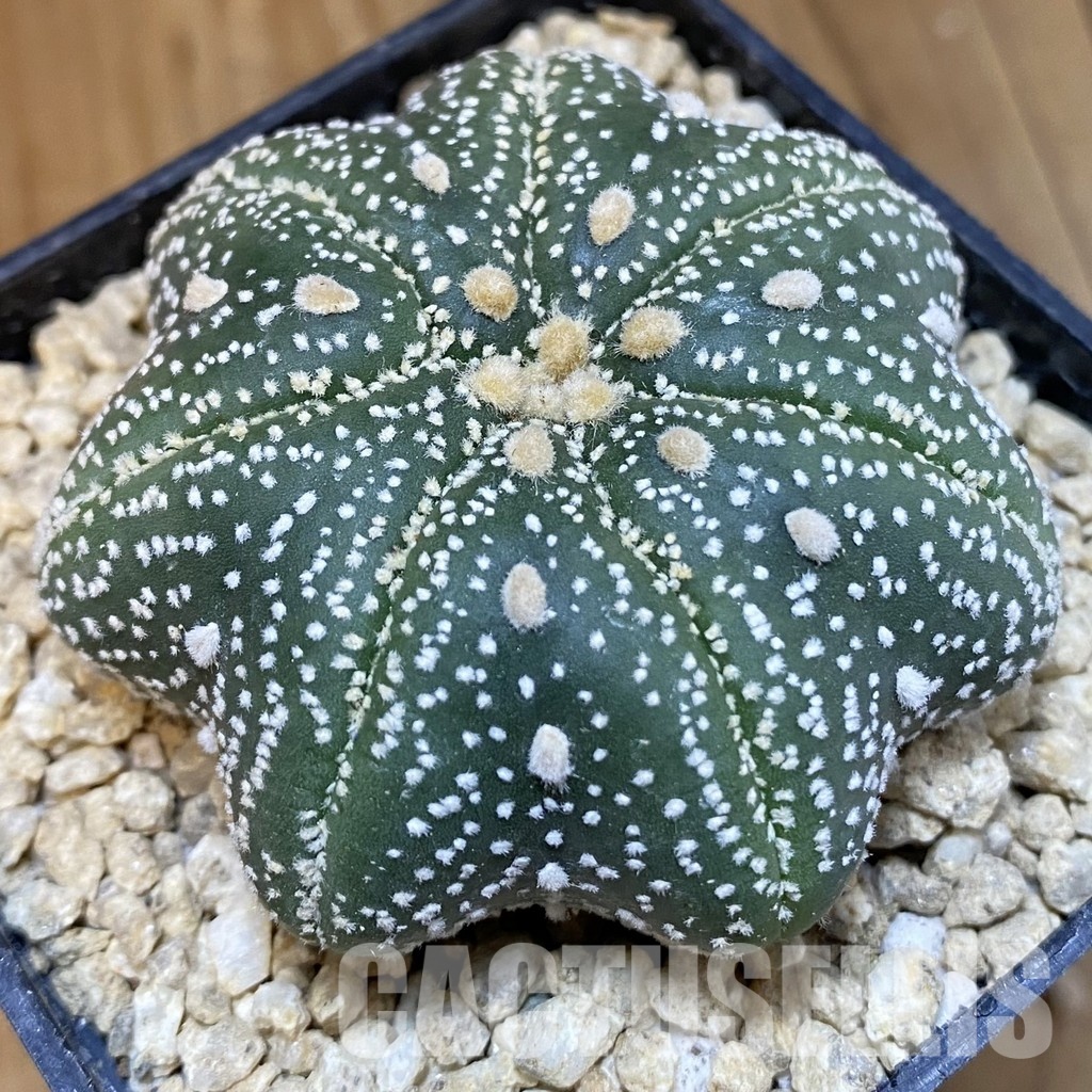 SH30011 Astrophytum asterias ‘Star Shape’, 7-ribs