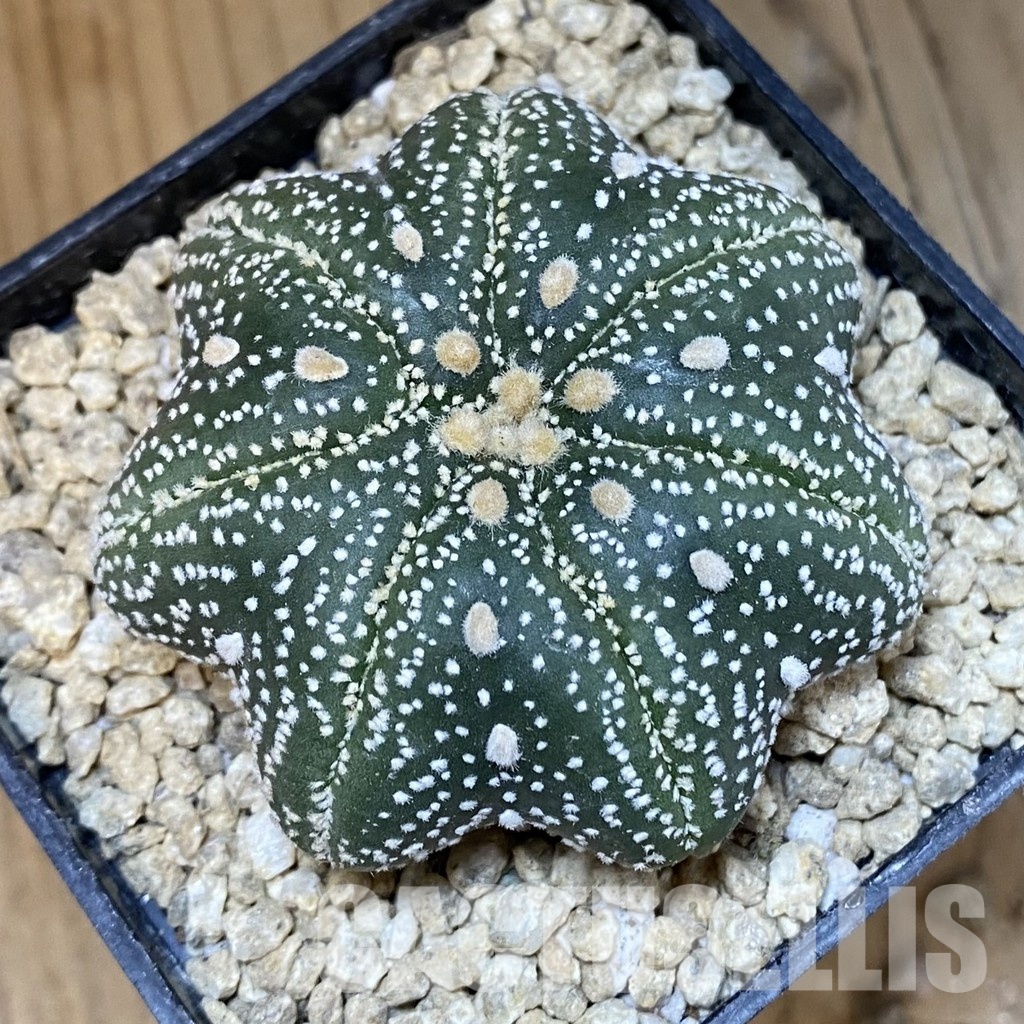 SH30011 Astrophytum asterias ‘Star Shape’, 7-ribs - Image 2