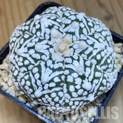 SH30012 Astrophytum asterias ‘Super Kabuto’ V-type