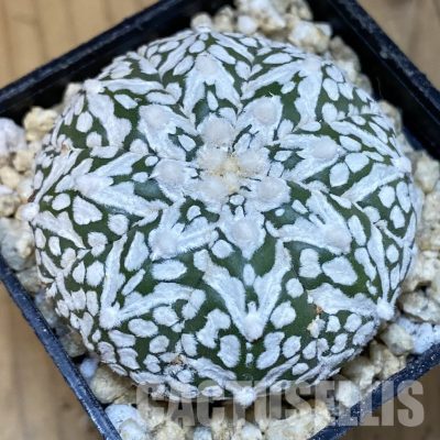 SH30014 Astrophytum asterias ‘Super Kabuto’ V-type
