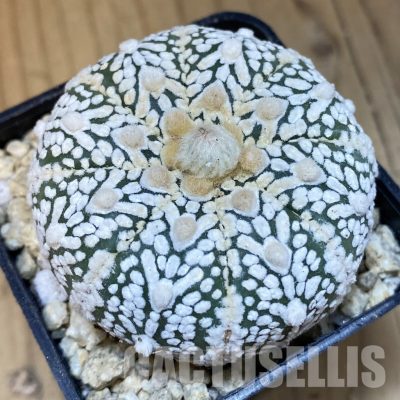 SH30015 Astrophytum asterias ‘Super Kabuto’ V-type