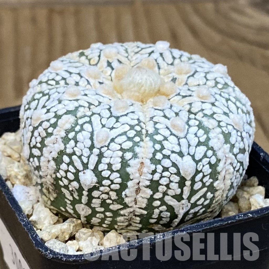 SH30015 Astrophytum asterias ‘Super Kabuto’ V-type - Image 2