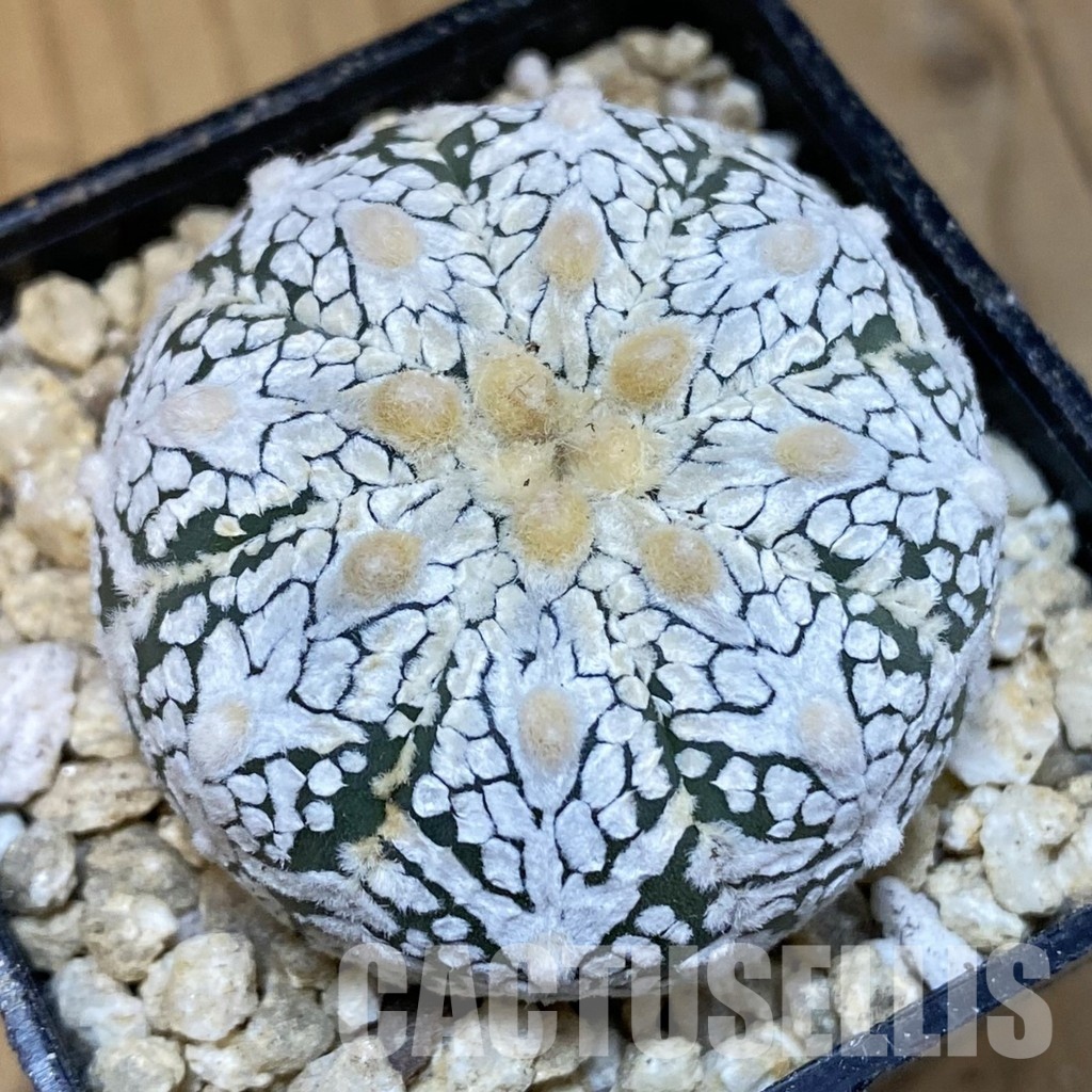 SH30016 Astrophytum asterias ‘Super Kabuto’ V-type