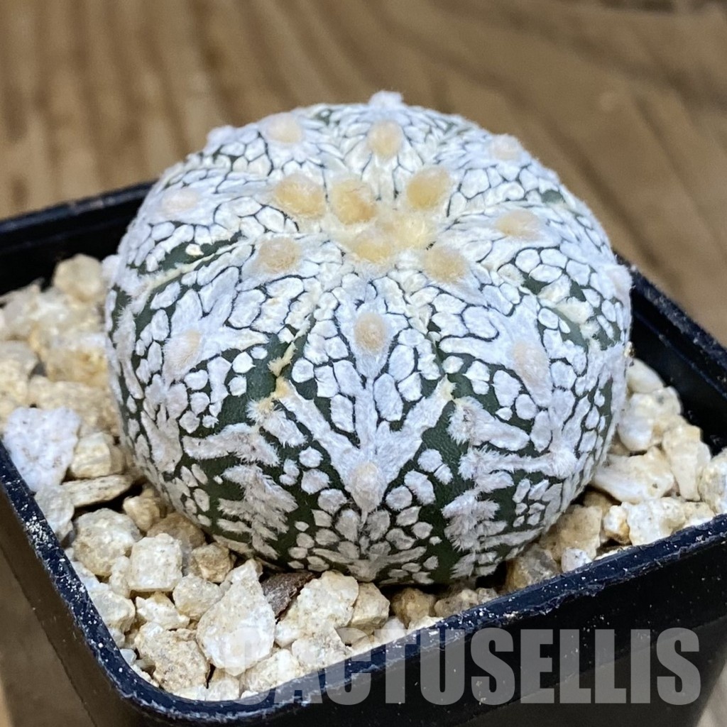 SH30016 Astrophytum asterias ‘Super Kabuto’ V-type - Image 2