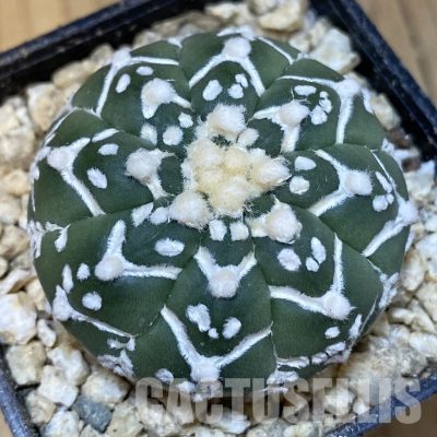 SH30018 Astrophytum asterias ‘Super Kabuto’ V-type f. nudum