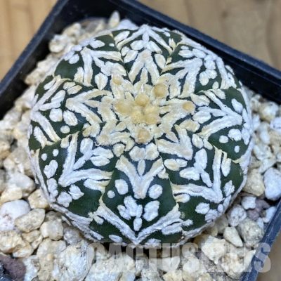 SH30020 Astrophytum asterias ‘Super Kabuto’ V-type f. nudum