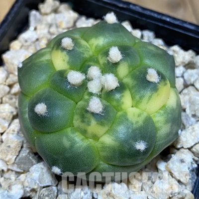 SH30027 Astrophytum asterias ‘Kikko’ f. variegata