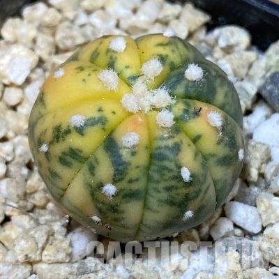 SH30031 Astrophytum asterias ‘Red Purple Skin’ ‘Ooibo’ f. variegata
