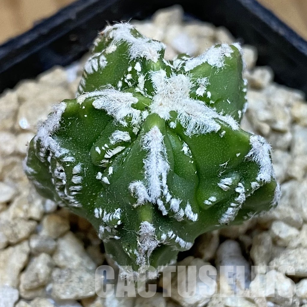 SH30033 Astrophytum myriostigma ‘Fukuryu’