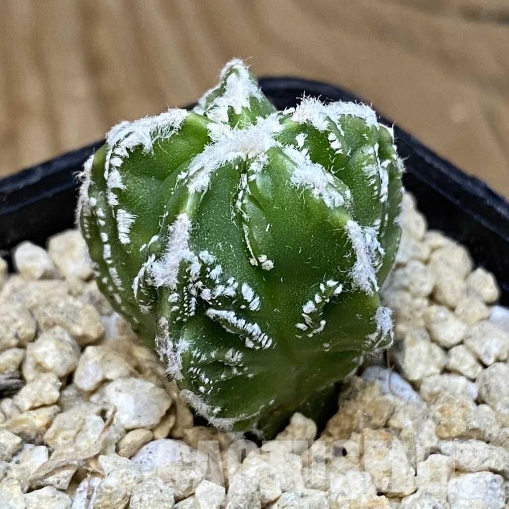 SH30033 Astrophytum myriostigma ‘Fukuryu’ - Image 2