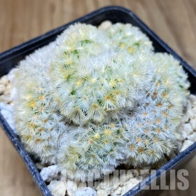 SH30169 Mammillaria carmenae f. cristata