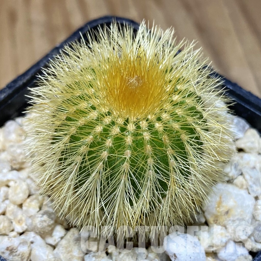 SH30173 Uebelmannia eriocactoides