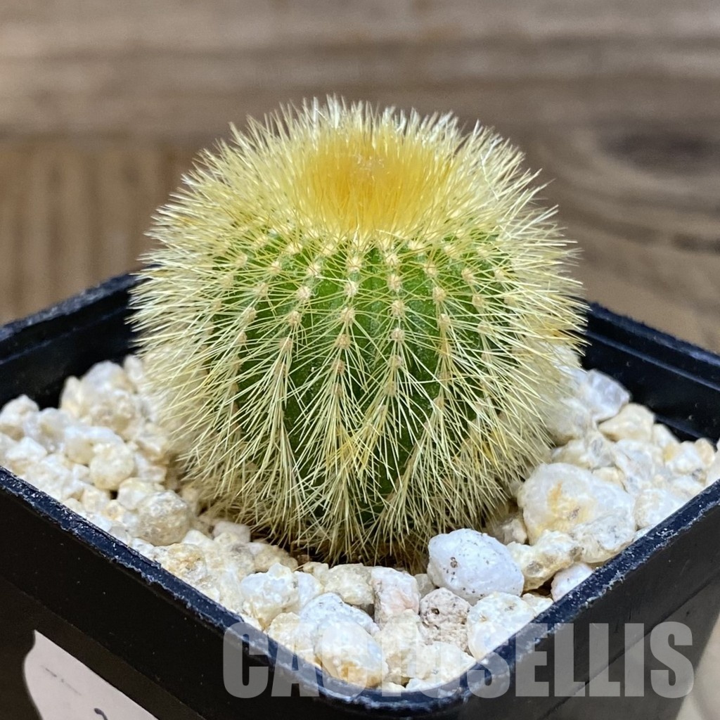 SH30173 Uebelmannia eriocactoides - Image 2