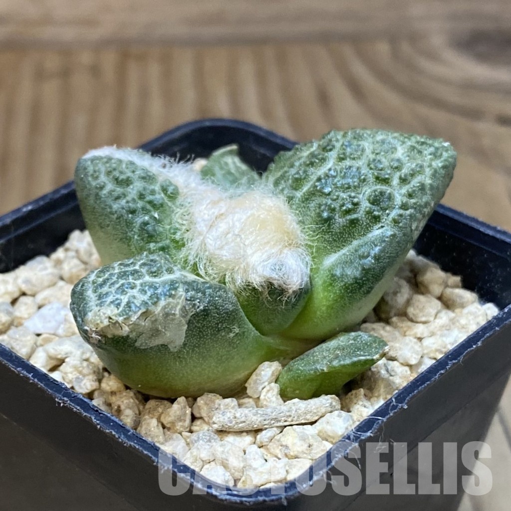 SH30140 Ariocarpus fissuratus ‘Godzilla’ hybrid , own roots seedling - Image 2