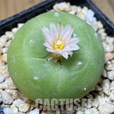 SH30176 Anhalonium frichii v. albiflora