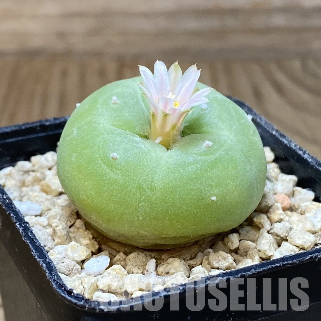 SH30176 Anhalonium frichii v. albiflora - Image 2