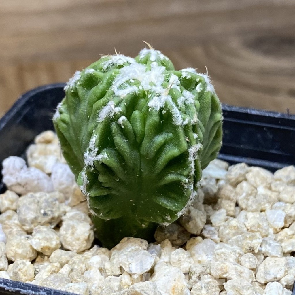 SH30178 Astrophytum myriostigma ‘Fukuryu’ - Image 2