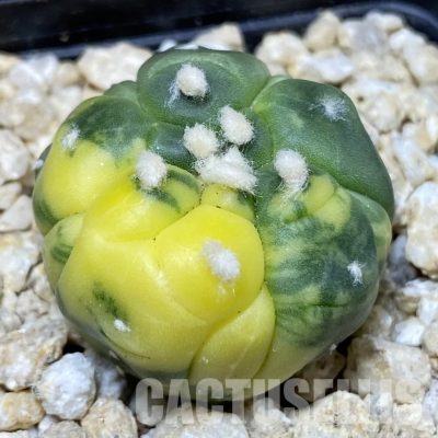 SH30187 Astrophytum asterias ‘Kikko’ f. variegata