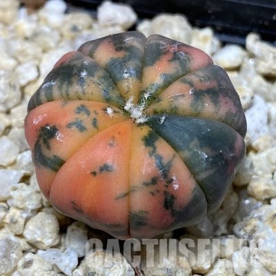 SH30189 Astrophytum asterias ‘Red Purple Skin’ f. variegata