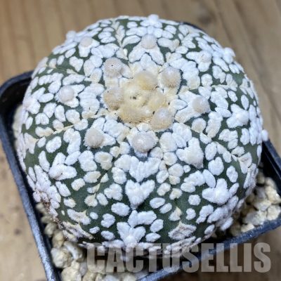 SH30190 Astrophytum asterias ‘Super Kabuto’ V-type