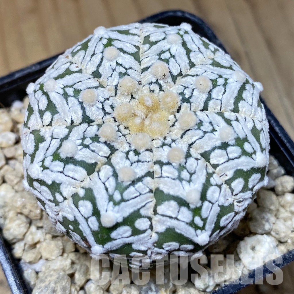 SH30192 Astrophytum asterias ‘Super Kabuto’ V-type