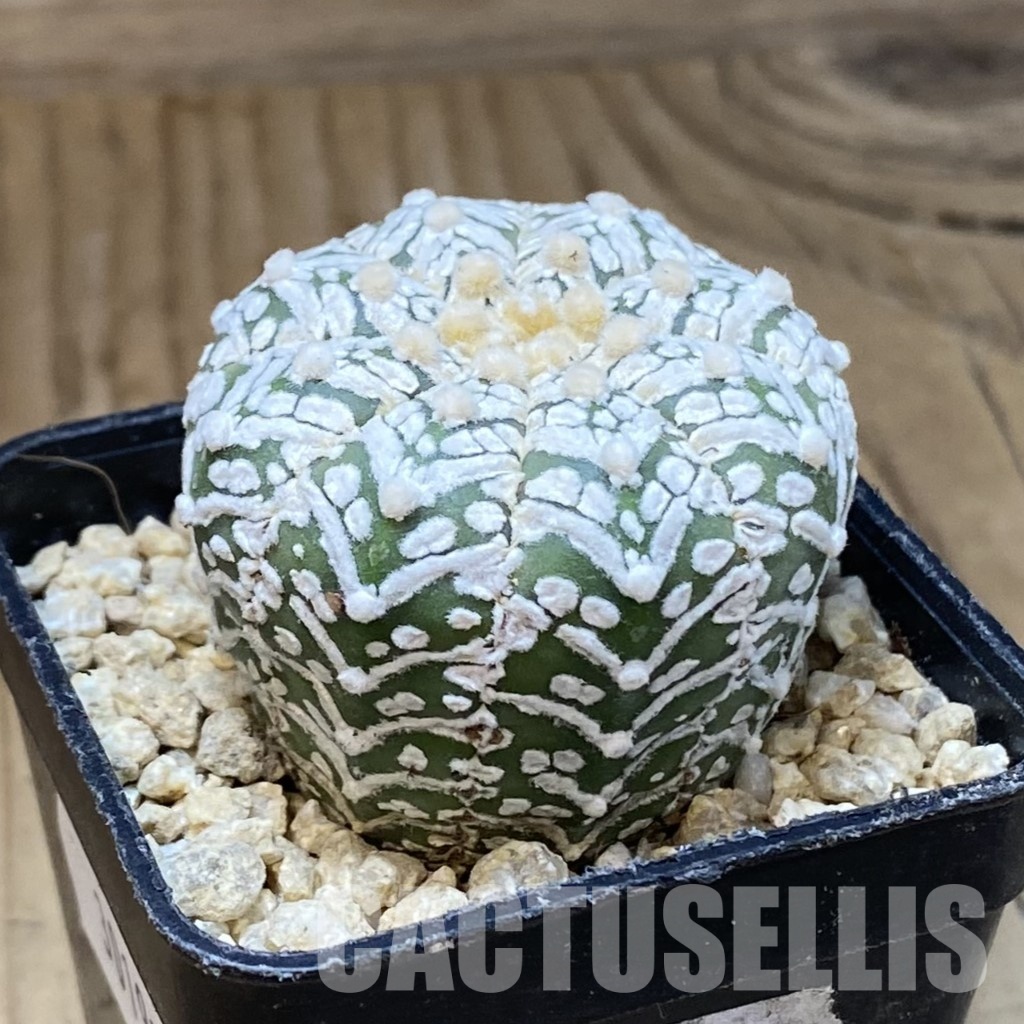 SH30192 Astrophytum asterias ‘Super Kabuto’ V-type - Image 2