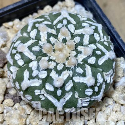 SH30196 Astrophytum asterias ‘Super Kabuto’ V-type f. nudum