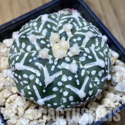 SH30197 Astrophytum asterias ‘Super Kabuto’ V-type f. nudum