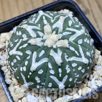 SH30198 Astrophytum asterias ‘Super Kabuto’ V-type f. nudum