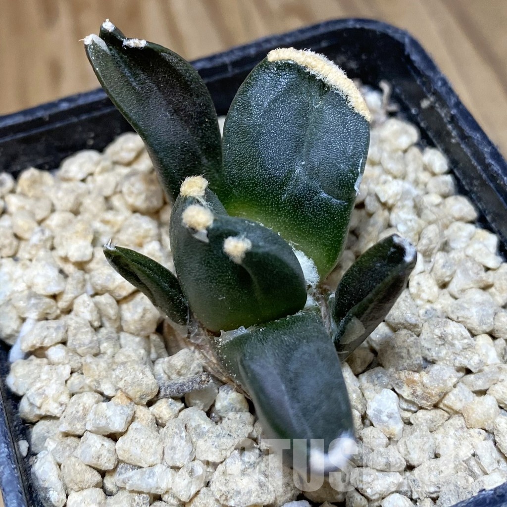 SH30143 Ariocarpus retusus ‘Three Finger’, own roots seedling