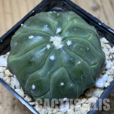 SH30200 Astrophytum asterias ‘Kikko Lizard Skin’