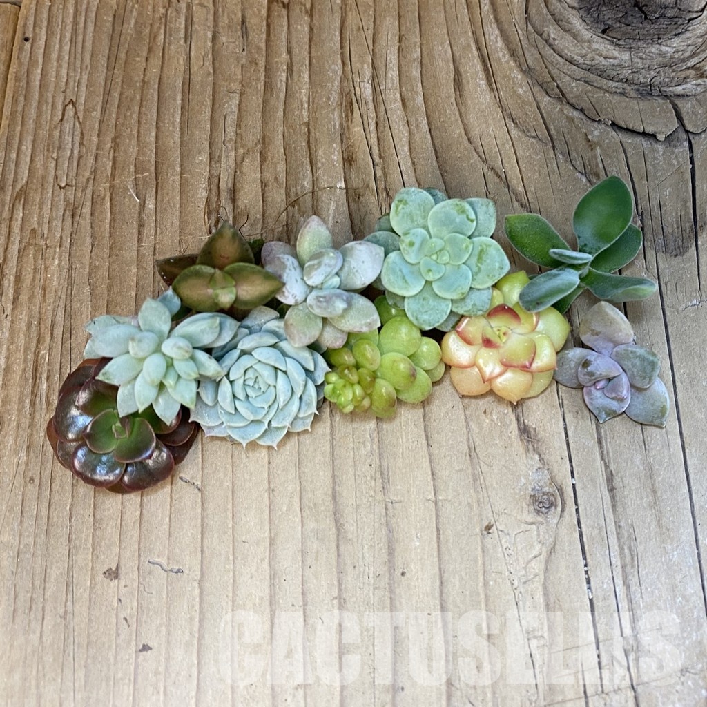 SH30202 Succulents mix, cuted - Image 2