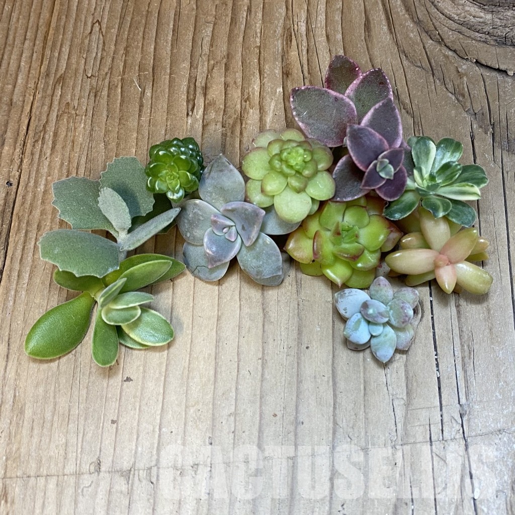 SH30203 Succulents mix, cuted - Image 2